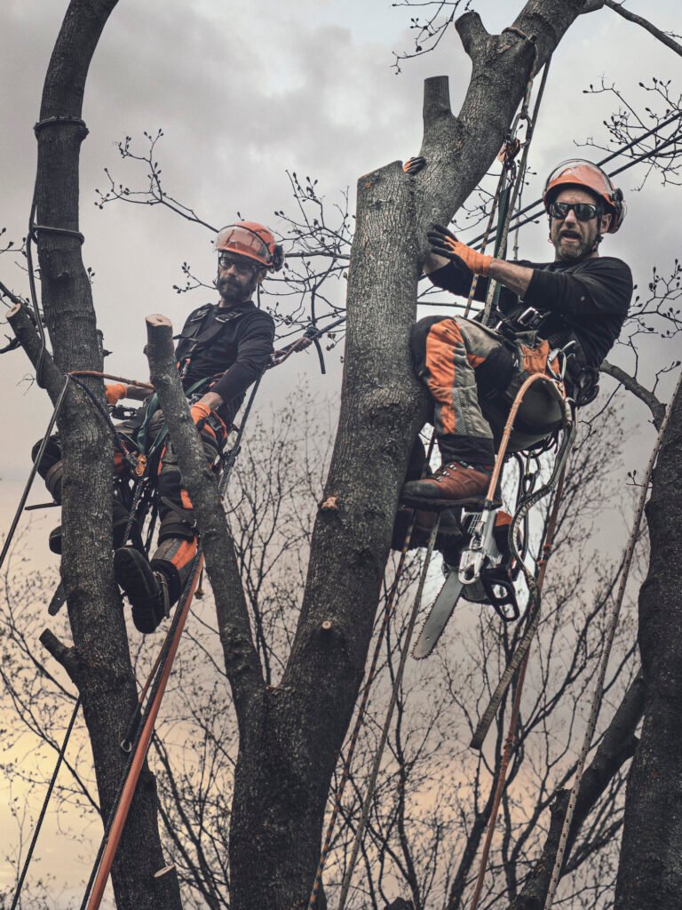Baumpflege Team Lippstadt Über Uns