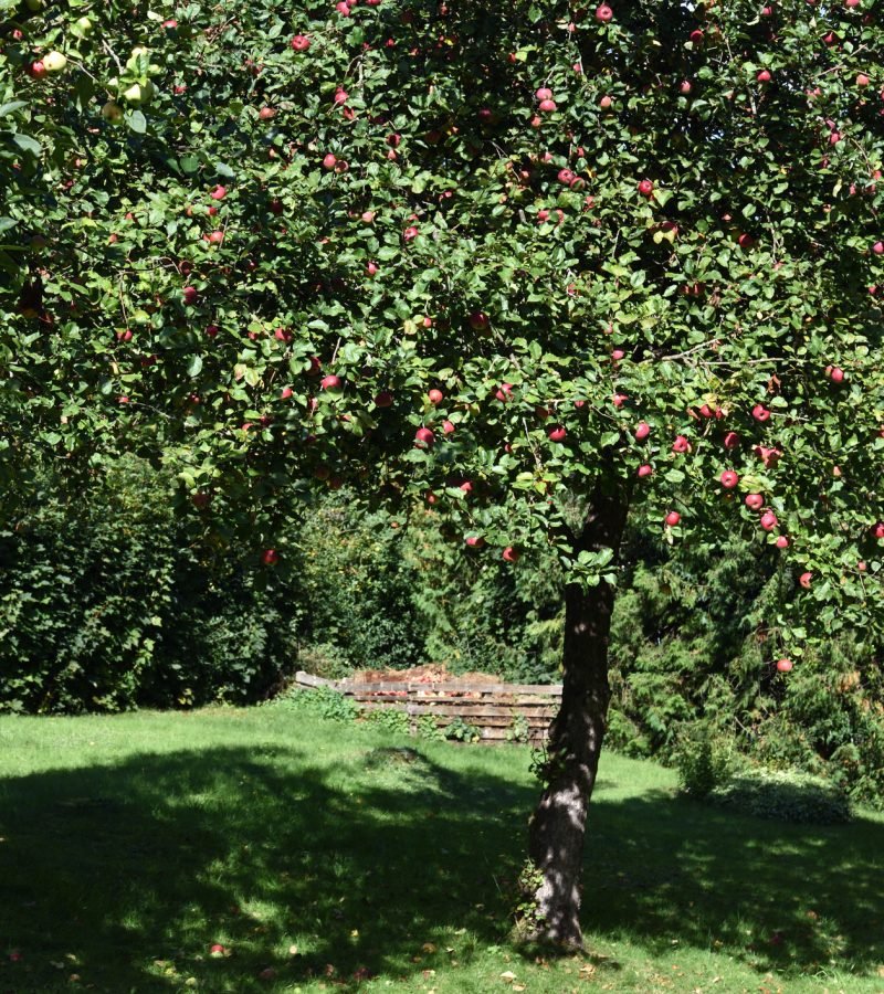 Apfelbaum schneiden Obstbaumschnitt Baumpflege Lippstadt